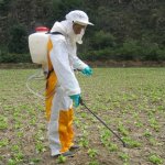 Los agroquímicos representan un riesgo para salud de los consumidores en Perú_Foto: IDL