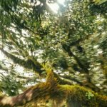 Fuentes: A Terra é Redonda [Imagen: Selva amazónica. Créditos: Hans]