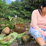 Autonomía alimentaria de pueblos indígenas en riesgo El estudio alertó el reemplazo de alimentos del bosque por productos procesados_Foto: IIAP