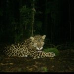 Los jaguares están siendo acorralados por la minería ilegal en uno de los últimos refugios en Ecuador_Mongabay