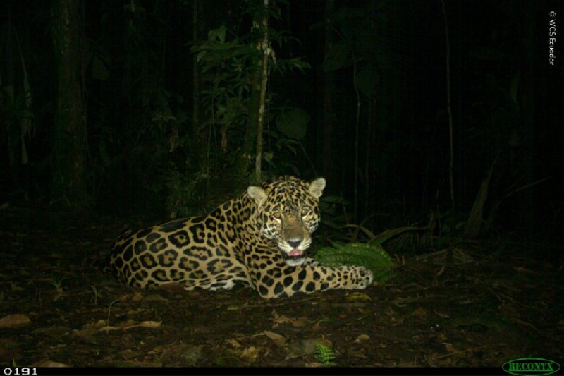 Los jaguares están siendo acorralados por la minería ilegal en uno de los últimos refugios en Ecuador_Mongabay