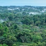 El Parque Nacional Yasuní es reconocido como una reserva de biósfera y es el hogar ancestral de los pueblos en aislamiento voluntario Tagaeri y Taromenane. Fuente de la imagen: https://aida-americas.org/