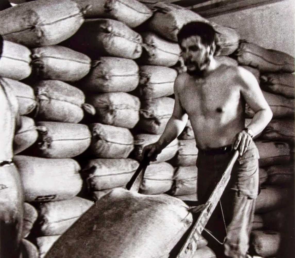 Ernesto Guevara. El Che, en trabajo voluntario