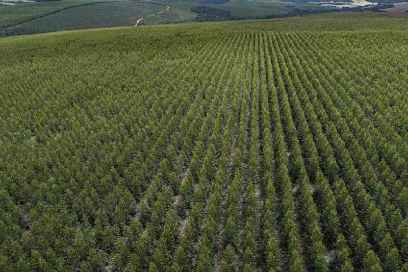 Plantación forestal de Arauco. Fuente de la imagen: Tierra Viva.
