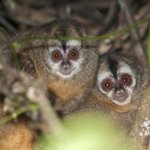 Foto principal: Michael Tweddle / Tweddlefoto.com. Fuente: Mongabay.