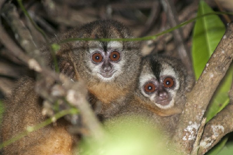 Foto principal: Michael Tweddle / Tweddlefoto.com. Fuente: Mongabay.