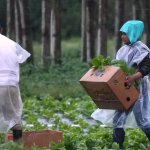 Fuentes: Rebelión [Imagen: Trabajadores agrícolas en un campo de Florida en el año 2025. Créditos Lynne Sladky AP, tomado de El Diario NY]