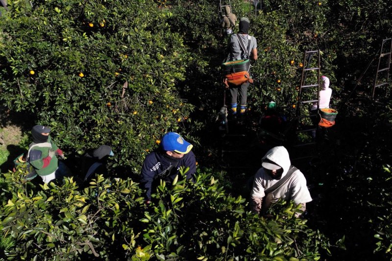 “No podemos dejar que nuestros agricultores se queden sin nadie (los inmigrantes) son personas que no se pueden remplazar fácilmente. La gente que vive en el centro de la ciudad no hace ese trabajo", dijo Trump. Foto Afp