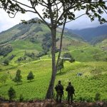 El gobierno de Donald Trump ha descertificado la cooperación de Colombia en la lucha contra las drogas por primera vez en casi tres décadas, pues considera que se ha permitido el auge de cultivos de hoja de coca. Foto Afp
