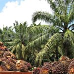 Las plantaciones industriales generan degradación de suelos y aceleran la deforestación. Diego Pérez / Cuarto Poder