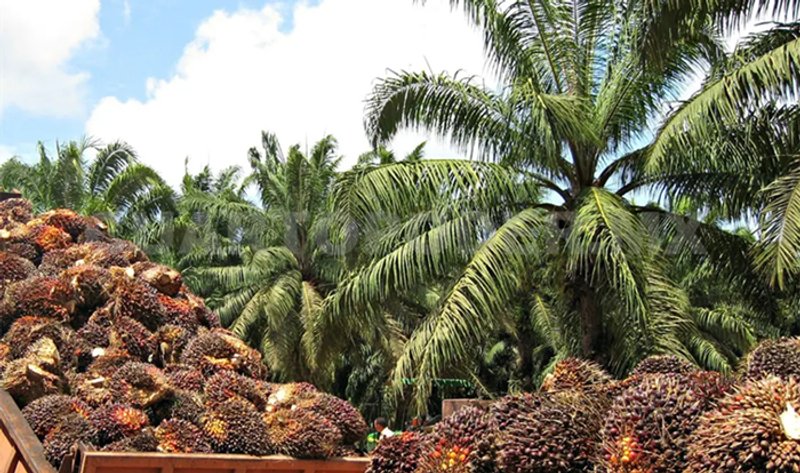 Las plantaciones industriales generan degradación de suelos y aceleran la deforestación. Diego Pérez / Cuarto Poder
