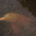 Imagen principal: las excursiones para fotoidentificar al delfín rosado (Inia geoffrensis) han ayudado a crear medidas para la conservación de la especie que está en peligro crítico de extinción. Foto: cortesía WWF Ecuador