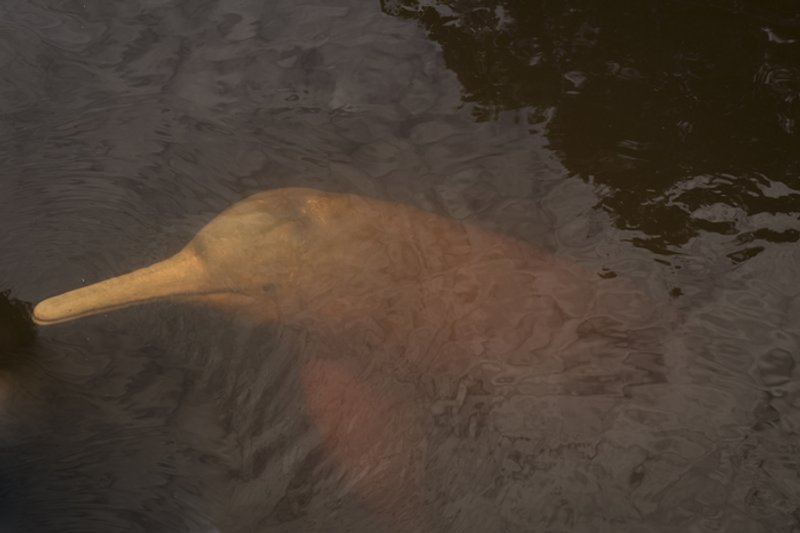 Imagen principal: las excursiones para fotoidentificar al delfín rosado (Inia geoffrensis) han ayudado a crear medidas para la conservación de la especie que está en peligro crítico de extinción. Foto: cortesía WWF Ecuador