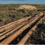 Imagen:Dahia Cifuentes