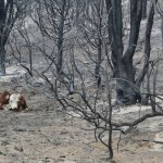 Una vaca echada en el suelo carbonizado de un bosque tras los incendios forestales en argentina. Foto Afp