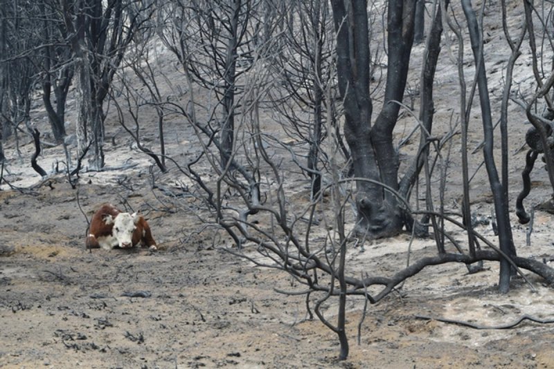Una vaca echada en el suelo carbonizado de un bosque tras los incendios forestales en argentina. Foto Afp
