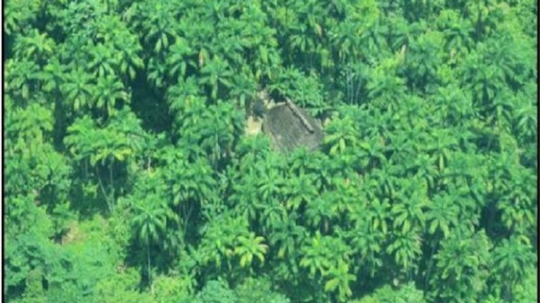 El único pueblo indígena en aislamiento voluntario identificado corre riesgo por economías ilegales_Foto: Cristóbal Von Rothkirch