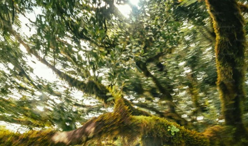 Fuentes: A Terra é Redonda [Imagen: Selva amazónica. Créditos: Hans]
