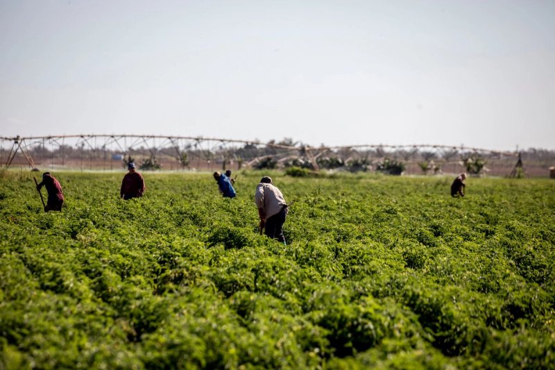 Integrantes de una cooperativa cosechan sus productos para comercializarlos y para consumo personal en la provincia de Artemisa, Cuba, el 10 de febrero de 2026. Foto Jair Cabrera Torres