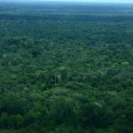 https://pensamientoamazonias.com/reflexiones-sobre-redd-en-la-amazonia-colombiana/