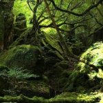 Imperialismo y colapso ecológico Fuentes: Viento sur