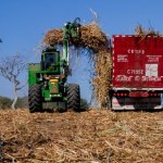 Un cargador mecánico de caña llena un camión en el caserío Los Crespines, en el municipio de Ilobasco, en el centro de El Salvador. Las comunidades de esta región resultan perjudicadas por los daños ambientales generados por la industria azucarera. Imagen: Edgardo Ayala / IPS.