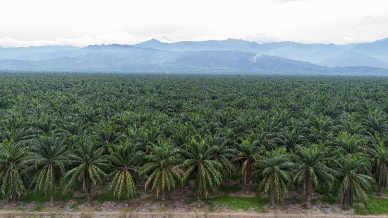 La expansión de la palmicultura en Guatemala socava la vida cotidiana de las comunidades