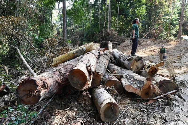 Un informe explica que la delincuencia se ha convertido en un obstáculo para la protección de la Amazonia. Foto Afp / Archivo