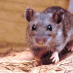 Un ratón venado de América del Norte (Peromyscus maniculatus) que se ha determinado que es uno de los reservorios y transmisores del hantavirus. © CDC/ James Gathany