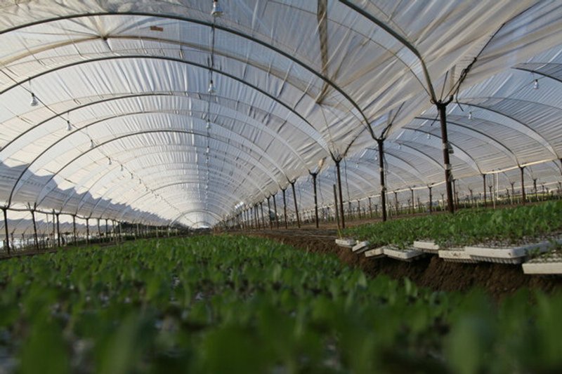 Fuentes: CTXT [Imagen: plantas en un invernadero. / Wikipedia]