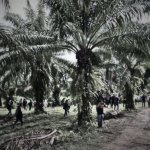Foto: Central Nacional de Trabajadores del Campo (CNTC)