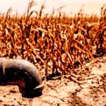 MAGA activa plan para proteger la producción de alimentos por posibilidad del fenómeno de "El Niño". Arte: La Hora.