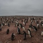 Fuentes: IPS [Foto: Pingüinos en la Antártida, una especie cuyo hábitat está amenazado por el calentamiento global. Tomás Munita / Greenpeace]
