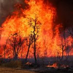Fuentes: IPS [Imagen: El desigual combate de un bombero voluntario que intenta contener un incendio en el Parque Nacional de Brasilia, en la capital brasileña, en septiembre de 2024, cuando el fuego quemó bosques de varios biomas, gracias a la sequía y el calor ampliados por El Niño. FotoFabio Rodrigues-Pozzebom / Agência Brasil]