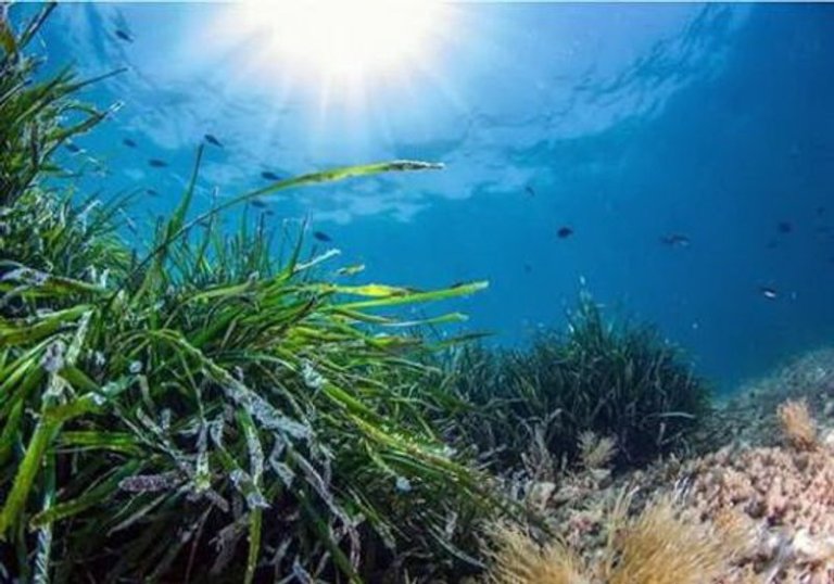 El calentamiento del mar acorrala a la posidonia, pulmón del Mediterráneo